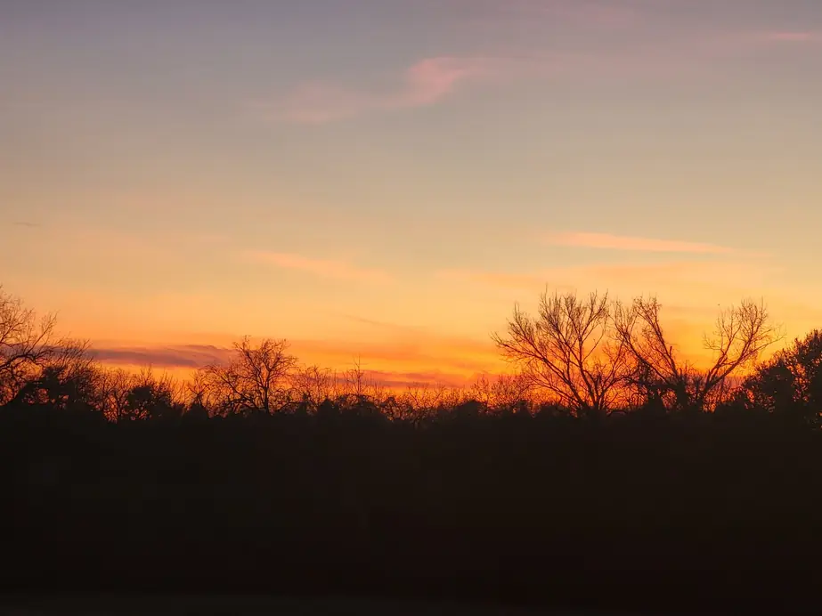Evening at the park: an orange sunset sky over a dark line of bare trees