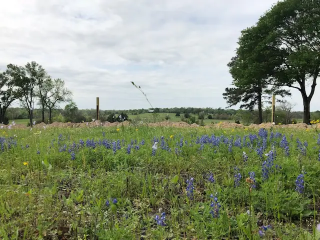 Bluebonnets in the grass in the foreground, rolling green hills and trees behind